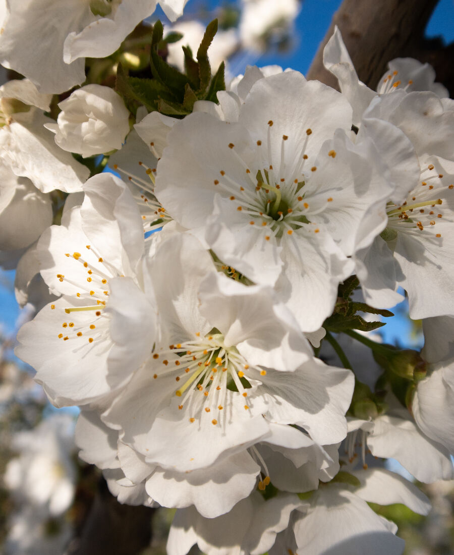 Our orchards