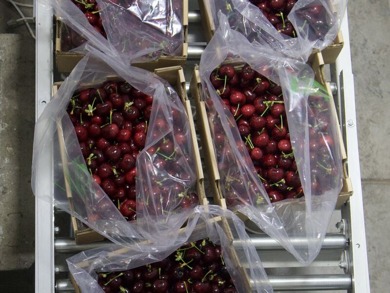 Packing our cherries