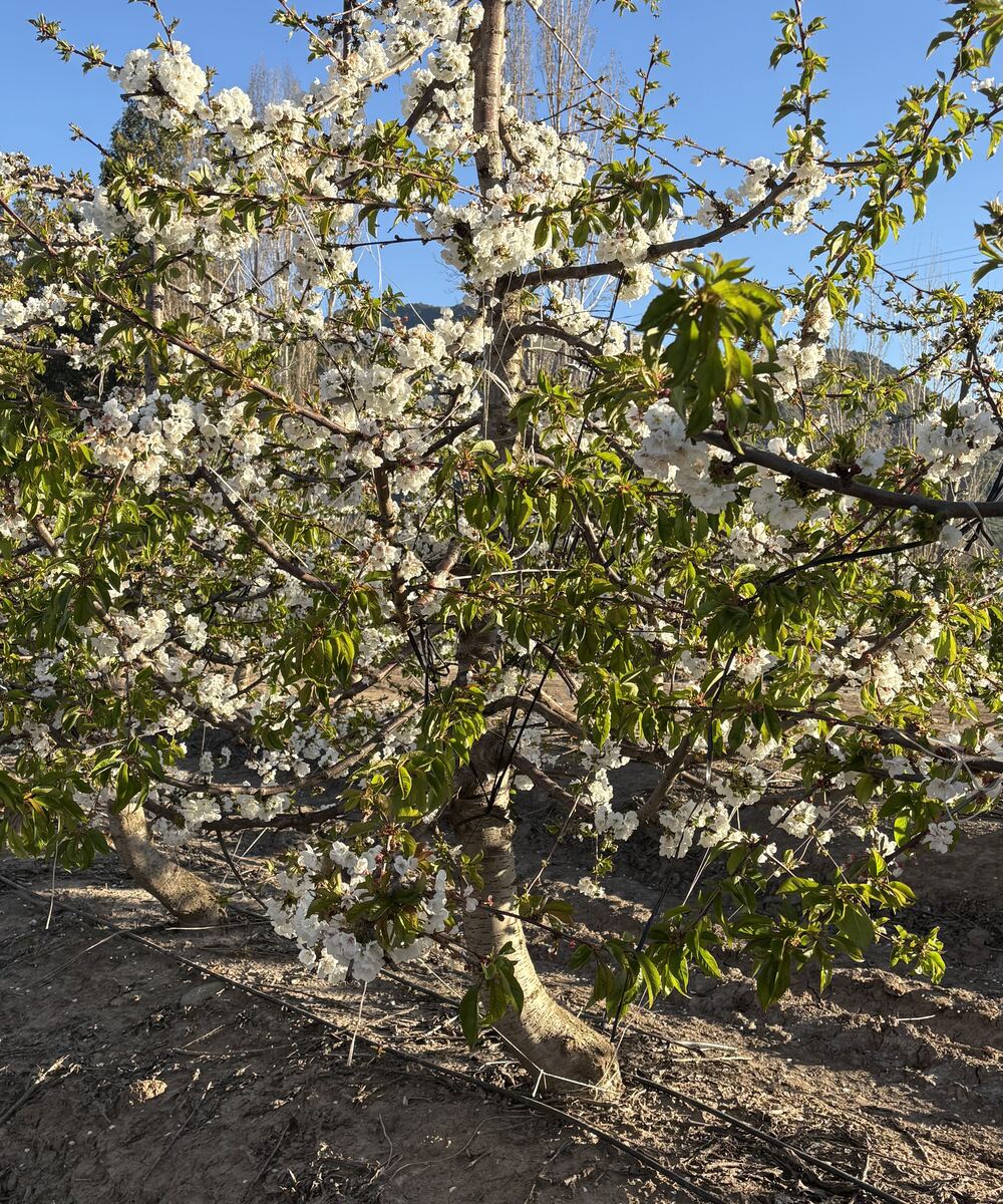 Our orchards
