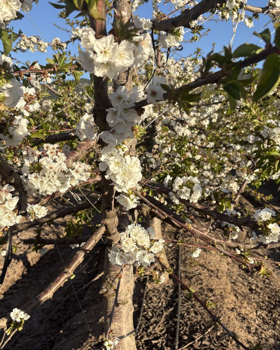 Blossom