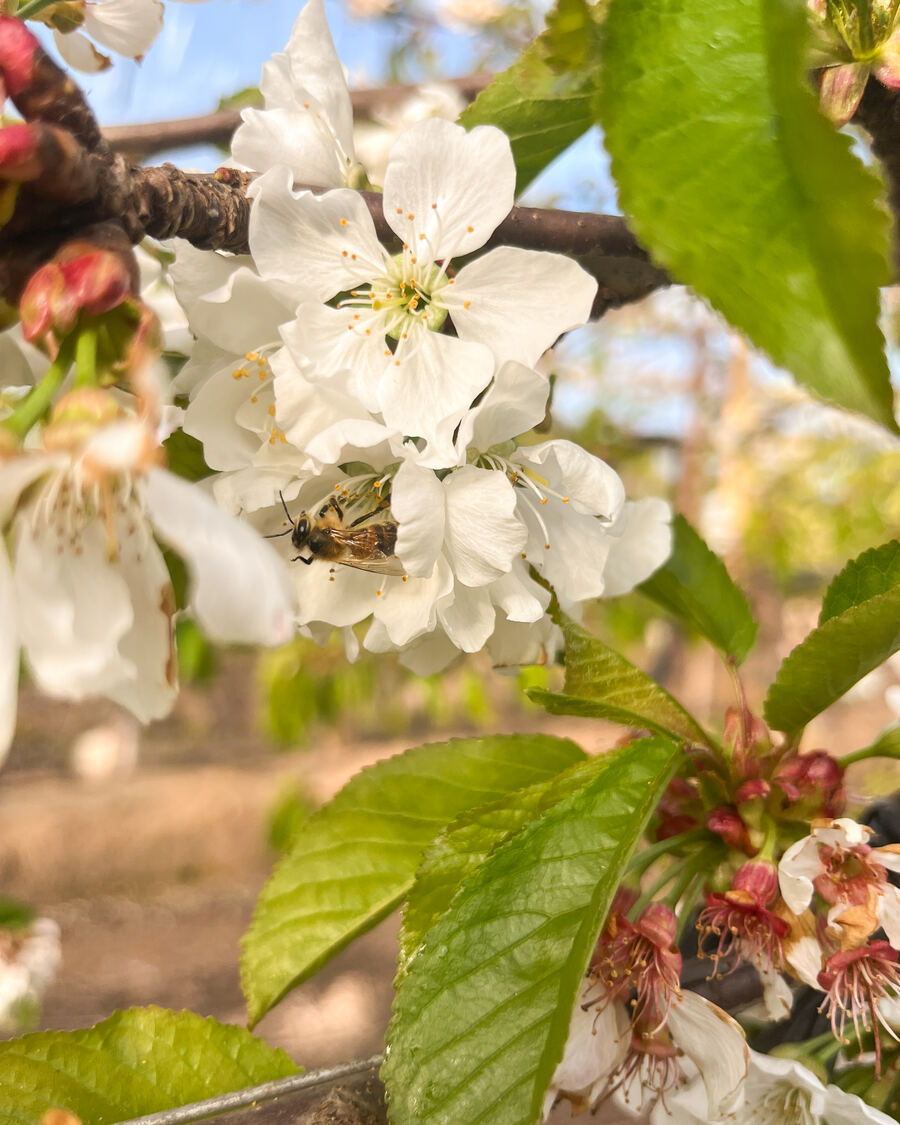Pollination