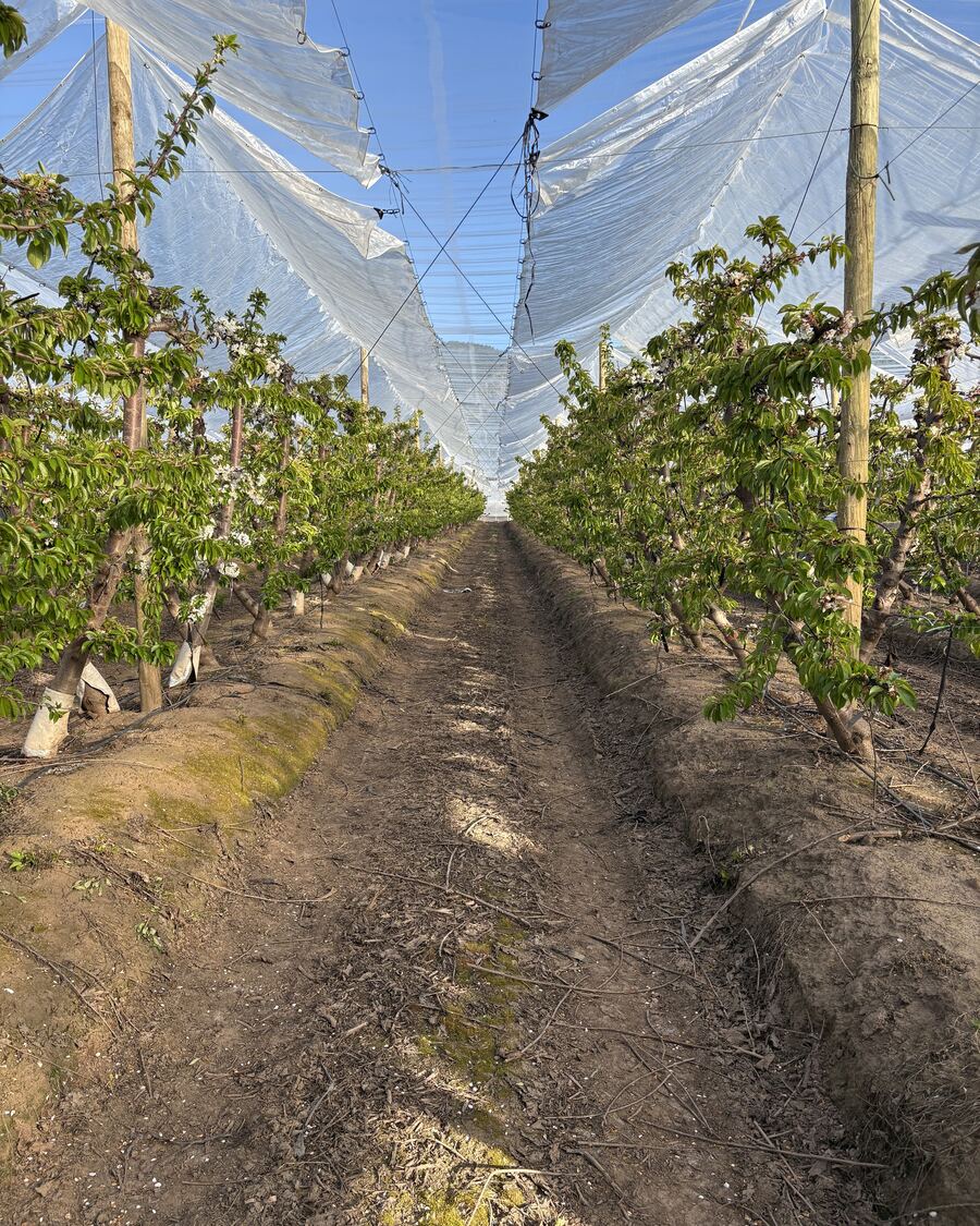 Our orchards