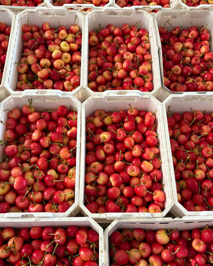 Harvest