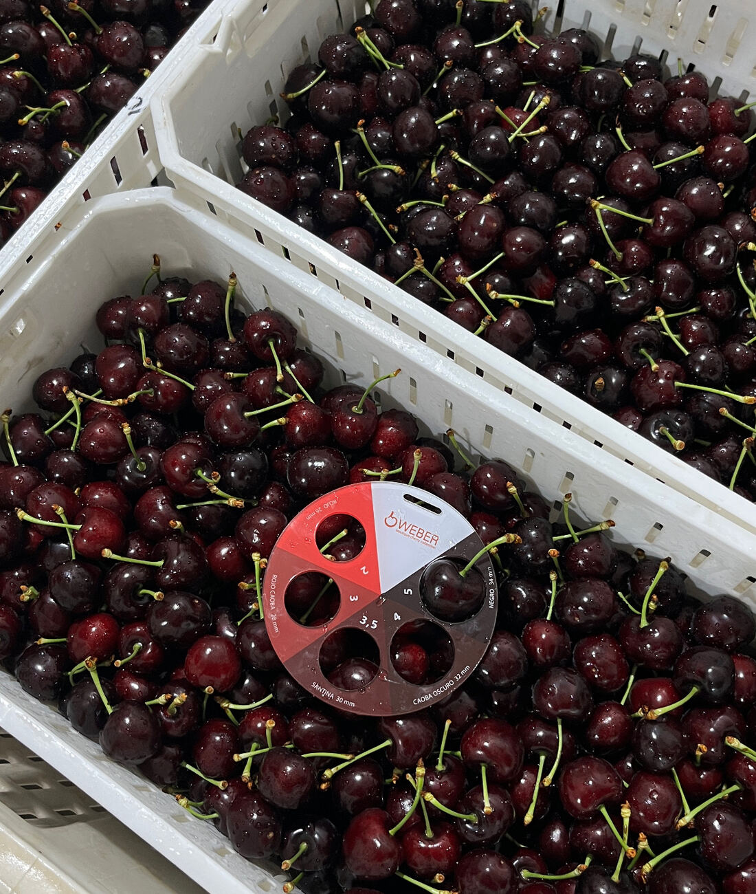 Cherries
