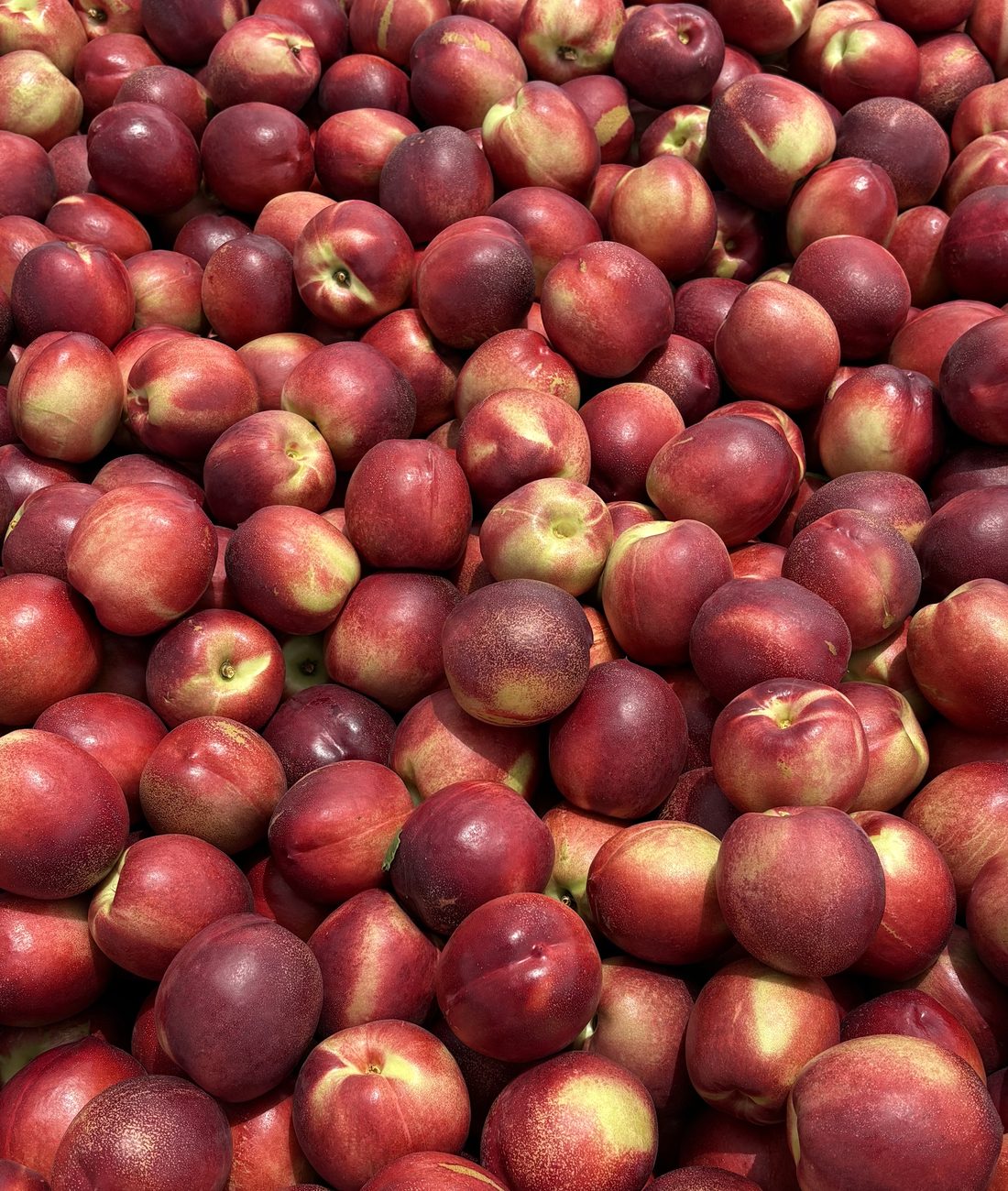 Nectarines